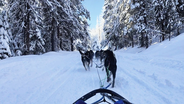 The view from a dog sled driven by former Iditarod mushers.
