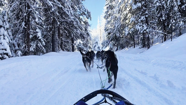 The view from a dog sled driven by former Iditarod mushers.