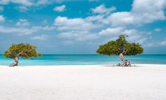 Fofoti trees at Eagle Beach on Aruba. Aruba has implemented a $20 sustainability fee per person for visitors arriving by air.