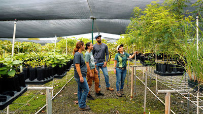 Guests of the new Kualoa Ranch tour stop by a nursery to pick a koa tree to plant.