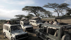 Safari vehicles cluster near trees where a leopard was spotted in the Ndutu plains region of the Serengeti.