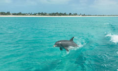 A dolphin spotted not far from the beach in Providenciales, Turks and Caicos.
