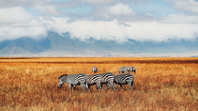 EF Go Ahead Tours is offering a Kenya safari trip for solo travelers.