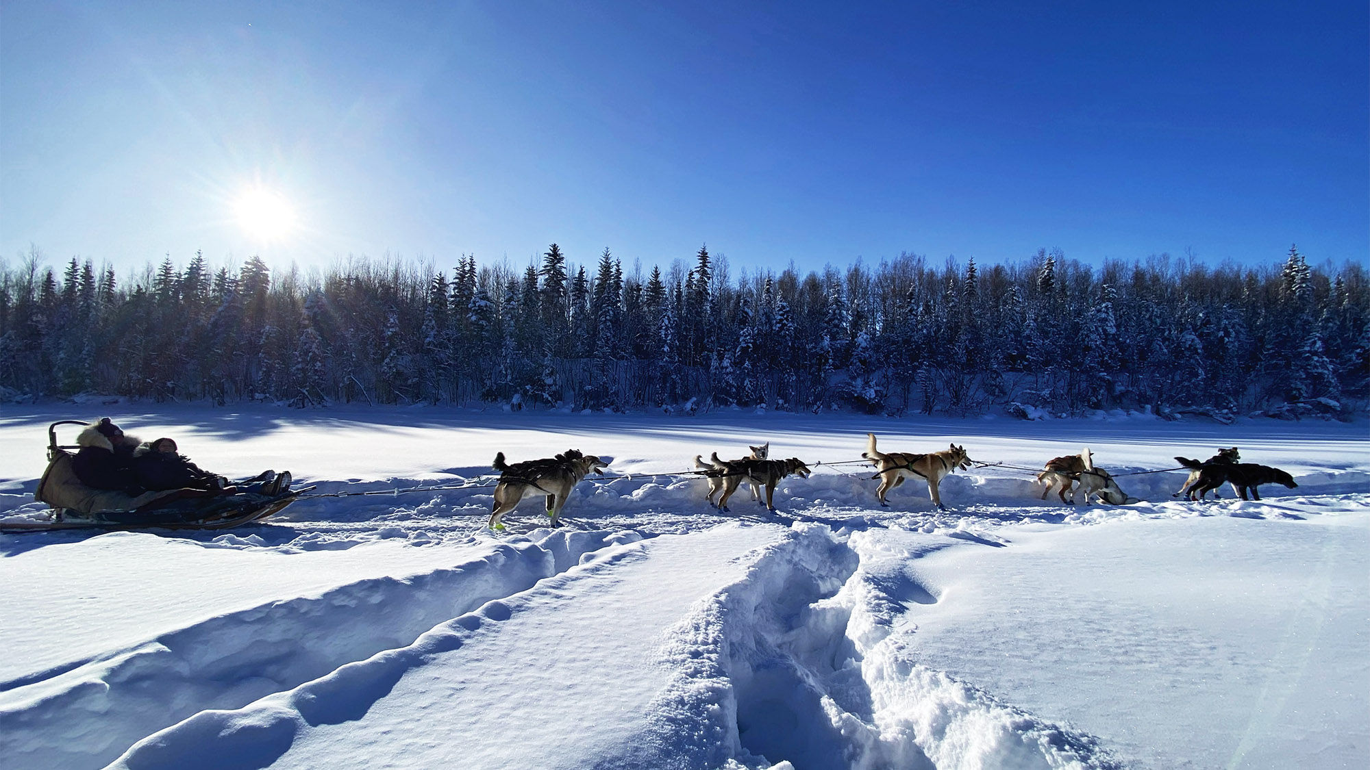 Outfitters like Chena Outdoor Collective near Fairbanks, offer dogsled rides around the Alaskan interior.