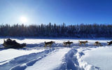 Outfitters like Chena Outdoor Collective near Fairbanks, offer dogsled rides around the Alaskan interior.