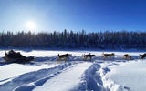 Outfitters like Chena Outdoor Collective near Fairbanks, offer dogsled rides around the Alaskan interior.