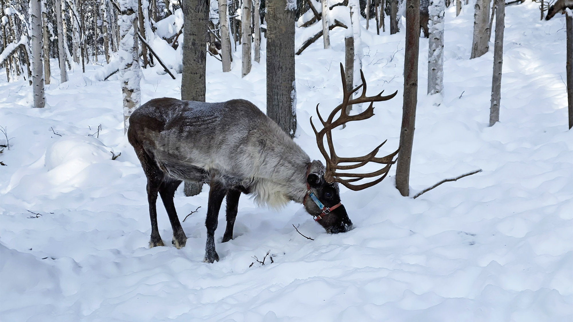 At the Running Reindeer Ranch near Fairbanks visitors can get up close with a herd of reindeer and even play with them. Here, a reindeer pokes through the snow searching for lichen, their favorite winter food.
