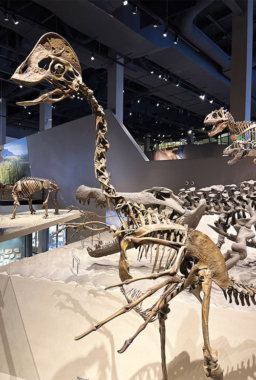 Dinosaur fossils on display at the Natural History Museum of Utah at the University of Utah campus in Salt Lake City. Dinosaur fossils on display at the Natural History Museum of Utah at the University of Utah campus in Salt Lake City.