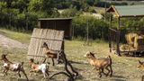 Goats on Italy's Tenuta di Murlo estate, which dates to the 16th century.