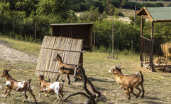 Goats on Italy's Tenuta di Murlo estate, which dates to the 16th century.