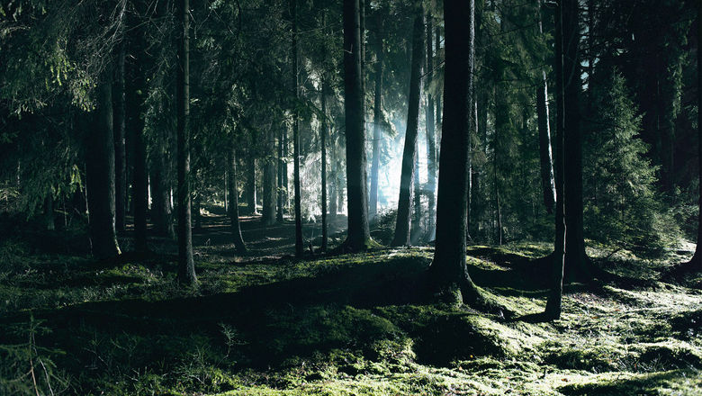 Spellbound by Sweden is an audio story experience that takes on a fully-immersive form when listeners are in the Swedish forest.
