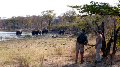 The Wild Expeditions program provides guests with intensive training on wildlife tracking, including approaches on foot and with vehicles.