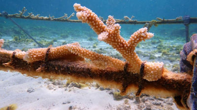 Transplanted coral off the coast of St. Barts.