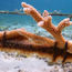 St. Barts properties get guests involved in coral restoration