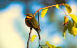 The birds of Malawi: the tiny bee-eater;