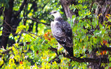 the martial eagle;