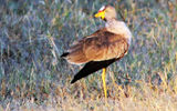 the waddled lapwing;