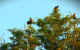 and hadada ibises.