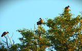 and hadada ibises.