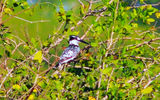 the pied kingfisher;