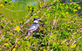 the pied kingfisher;