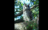 the giant eagle owl;