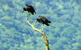 open-billed storks;