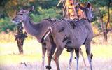 Red-billed ox-peckers feast on insects that had infested two kudus.
