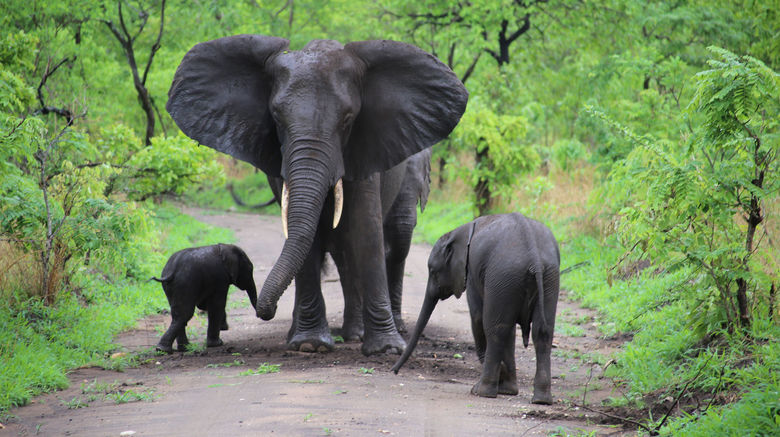 Landlocked Malawi, once devastated by poaching, has restored all Big Five safari animals to its parks. But is it ready for prime time? Pictured, elephants in Liwonde National Park.