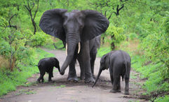 Elephants in Malawi's Liwonde National Park.