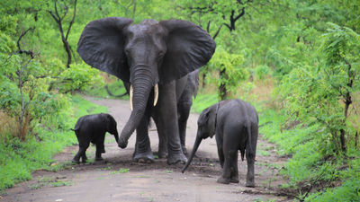 Elephants in Malawi's Liwonde National Park.