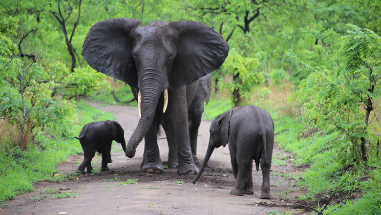 Elephants in Malawi's Liwonde National Park.