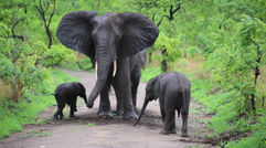 Seeing the Big Five in Malawi