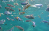 Some of the 850 species of cichlid found in Lake Malawi.