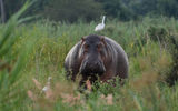 An egret rests on a hippo in Mvuu Camp and Lodge in Malawi's Liwonde National Park.