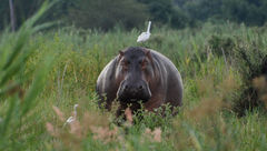 An egret rests on a hippo in Mvuu Camp and Lodge in Malawi's Liwonde National Park.