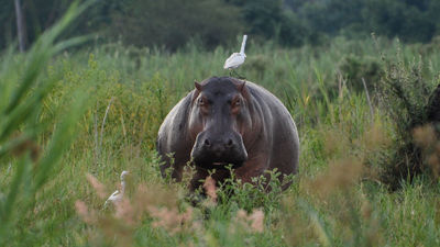 An egret rests on a hippo in Mvuu Camp and Lodge in Malawi's Liwonde National Park.