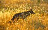 A side-striped jackal moves through the grasses just before dusk.