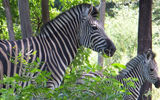 Zebras in the Game Haven Lodge.
