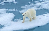 A young polar bear in Svalbard  seemed as curious about the National Geographic Endurance as we were about him.