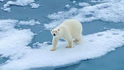 A polar bear encounter on a Lindblad sailing in Svalbard in 2023.
