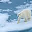 Extraordinary polar bear sightings and more with Lindblad Expeditions