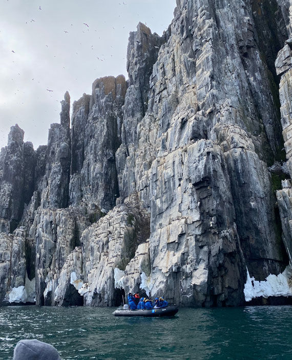 The sheer cliffs of Alkefjellet in Svalbard are home to thousands of nesting birds, and the Arctic fox on the hunt for their eggs.