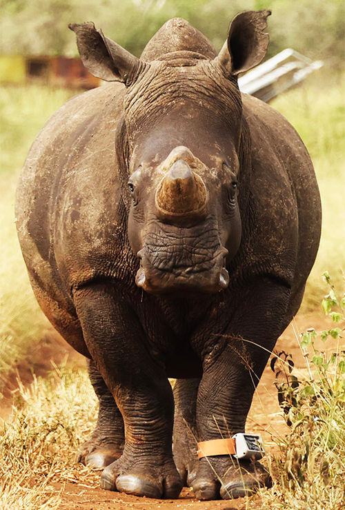 Newly developed AI-enabled foot collars can detect abnormal activity, including a potential poaching attempt.