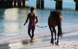 Every morning, owners, trainers and groomers take their horses for morning swims at Pebbles Beach in Barbados from the nearby Garrison Savannah horse track.