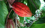 A cacao seed in the farm at the Project Chocolat in St. Lucia.