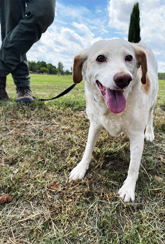 Bianca, one of many dogs on the property, helps hunt for truffles by sniffing them out at the roots of poplar trees.