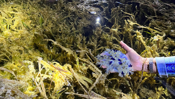 A Cassiopeia jellyfish, which can be found in large numbers on the bottom of Florida Bay. A Cassiopeia jellyfish, which can be found in large numbers on the bottom of Florida Bay.
