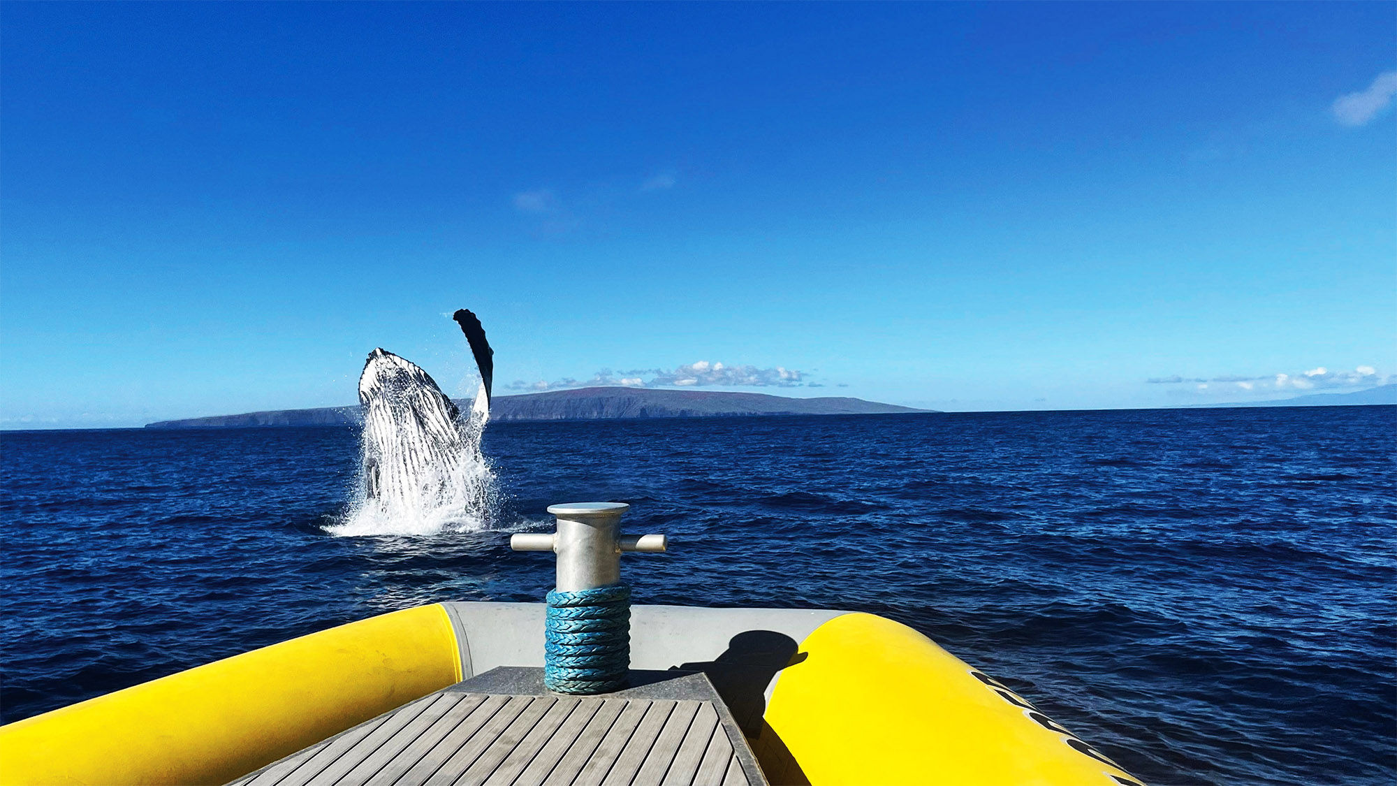 The company also uses the Super Raft for whale-watching excursions from December until the end of April.