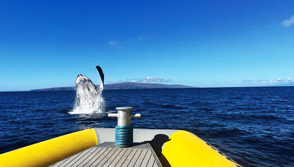The company also uses the Super Raft for whale-watching excursions from December until the end of April.